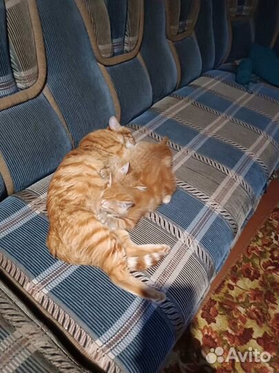 Котята отдам в добрые руки бесплатно