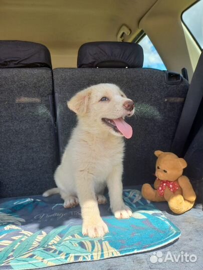 Щенки в добрые руки