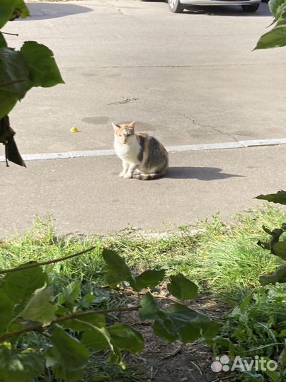 Кошечка ищет дом