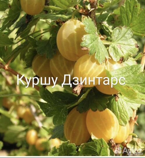 Крыжовник