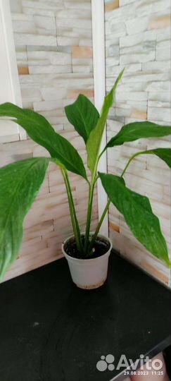 Комнатные растения цветы