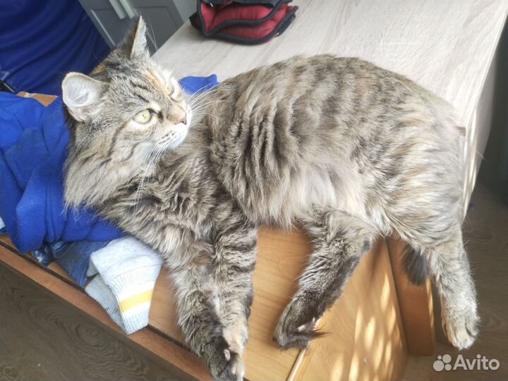 Кошка в дар