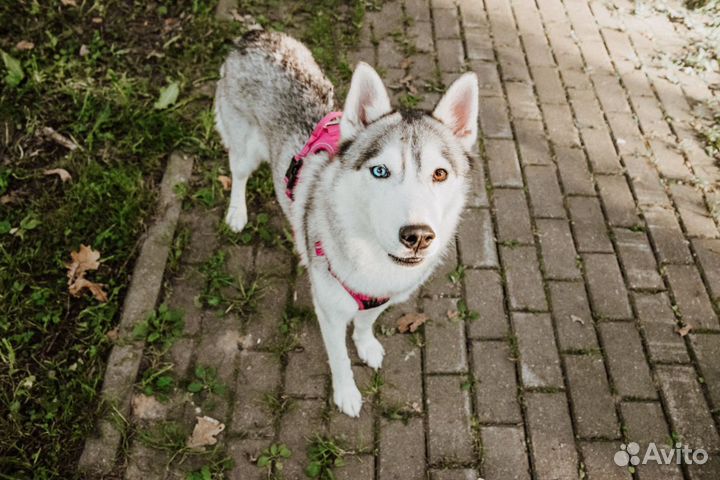 Сибирская хаски Йолли в добрые руки