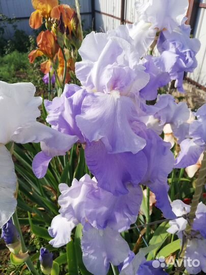 Цветы Ирисы, Арабис,Птицемлечник