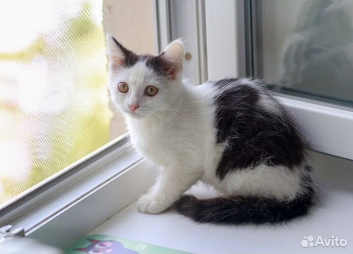 Котенок