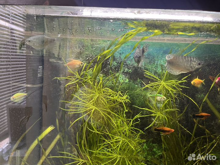 Аквариум