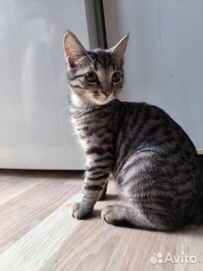 Котёнок тигрёнок