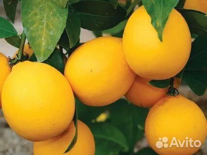 Лимон Мейера