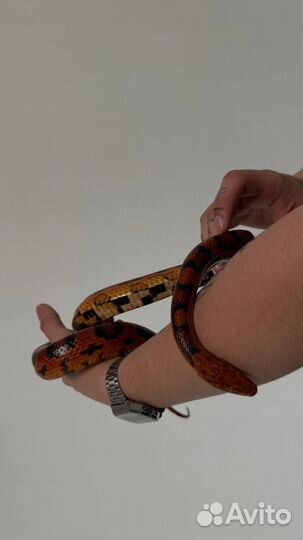 Змея для фотосессии