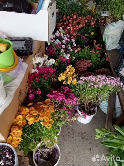 Хризантемы