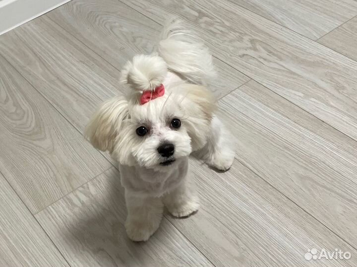Мальтийская болонка