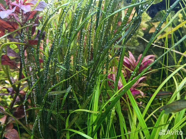 Аквариумные растения, рыбки