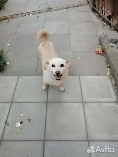 Девочка 7,5 кг в холке 33 см,стерилизована