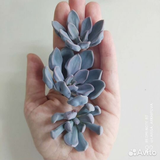 Суккуленты 4