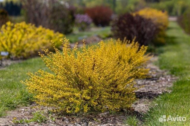 Пузыреплодник Lucky Devil