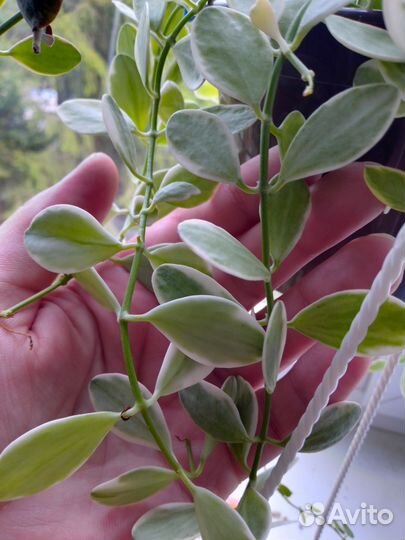 Дисхидии нуммалярии и Иоланта