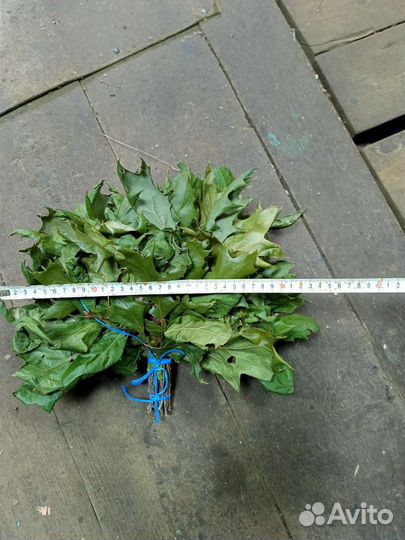 Веники для бани канадский дуб