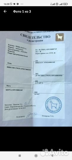 Зааненская коза