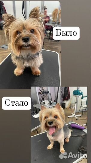 Груминг собак с выездом на дом