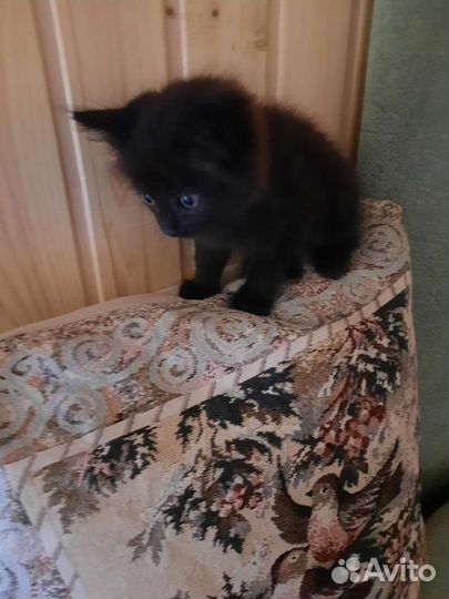 Спасенный котенок в добрые руки