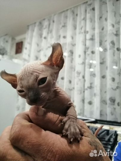 Канадский сфинкс