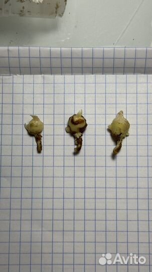 Алоказия Локо Loko клубни