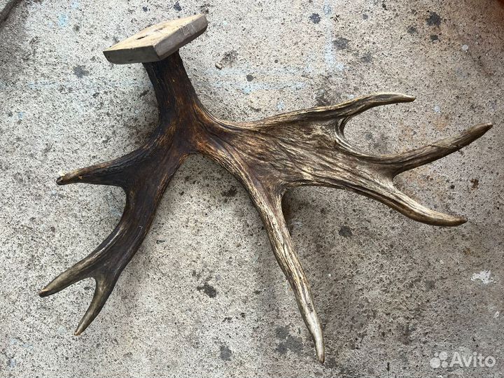 Продам рога лося
