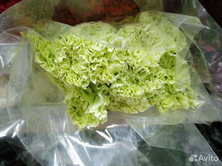 Гвоздики срезанные. Цветы