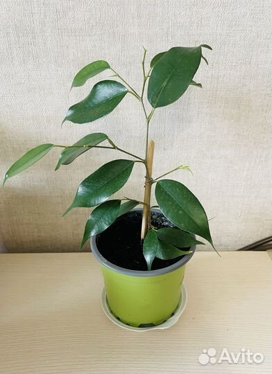 Комнатные растения