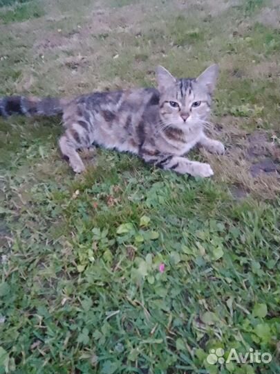 Кошки в добрые руки бесплатно