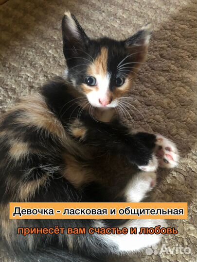 Котята отдам бесплатно
