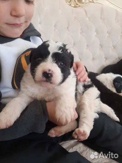 Щенки пандочки в дар