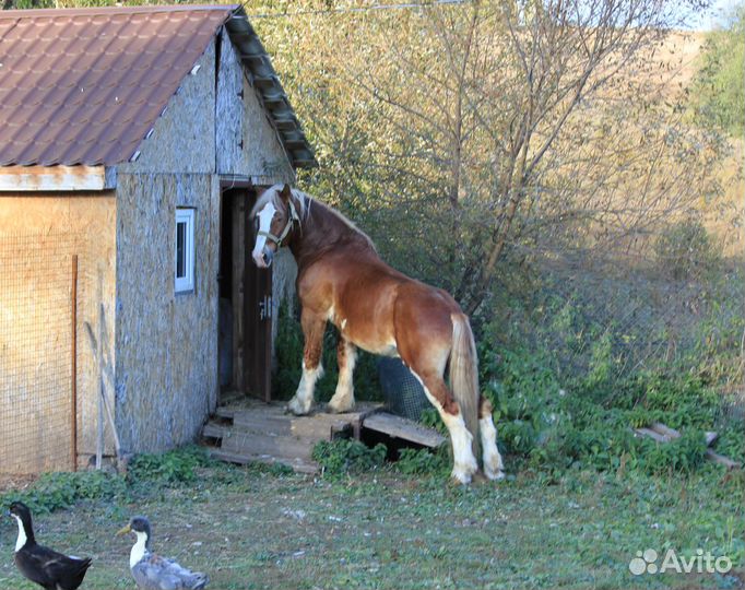 Продам коня
