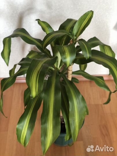 Драцена душистая пальма
