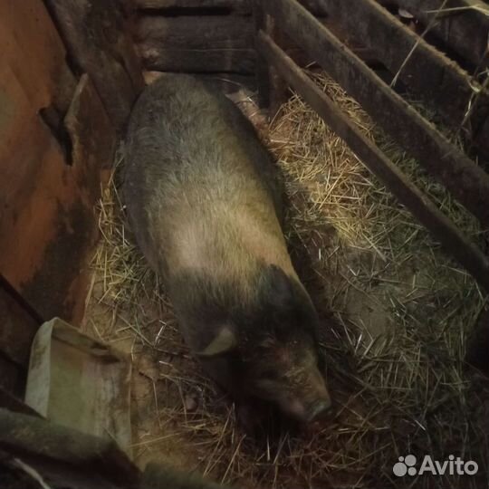 Поросята вислобрюхие.Читайте объявление пожалуйста