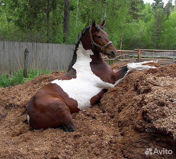 Конский коровий перегной