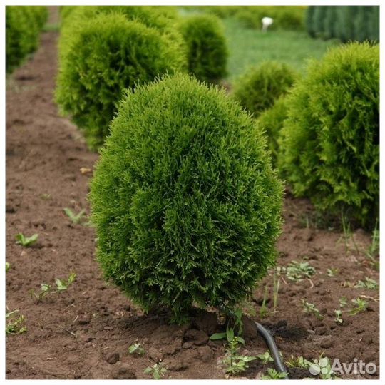 Туя Грин Эгг. Туя Ауреа Нана