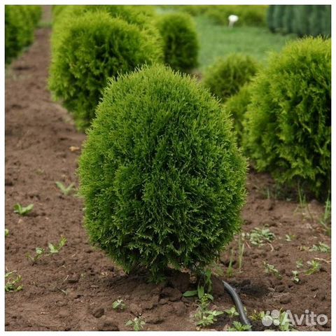 Туя Грин Эгг. Туя Ауреа Нана