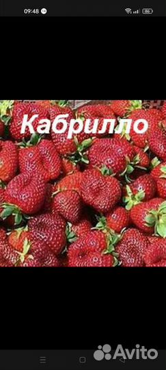 Рассада клубники сортовой