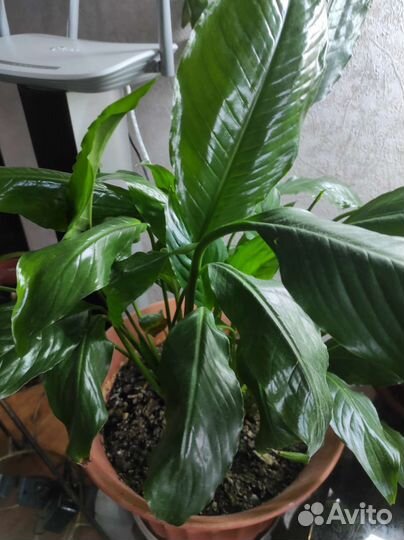 Спатифиллум