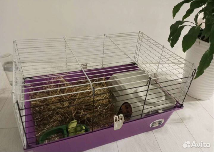 Морские свинки с клеткой и домиком