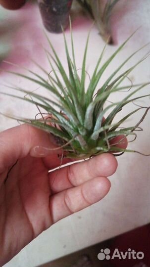 Тилландсия уснеевидная