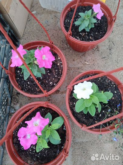 Цветы в подвесных кашпо