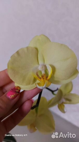 Орхидея Карина