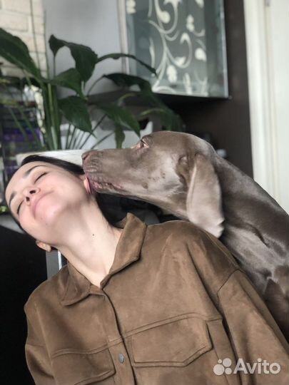 Веймаранер для вязки