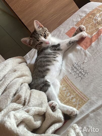 Котик в дар