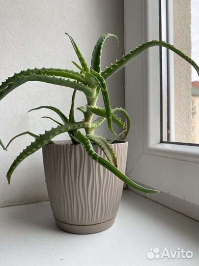 Толстянка, алоэ