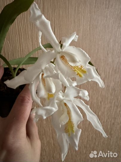 Орхидея целогина кристата