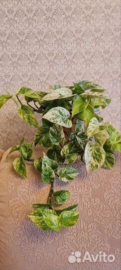 Сциндапсус марбл квин