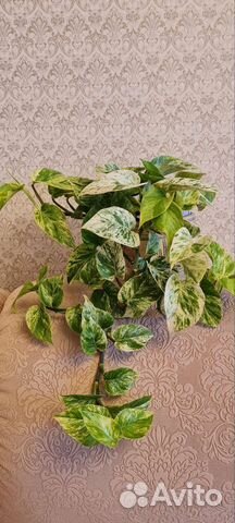 Сциндапсус марбл квин